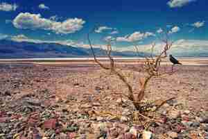 Free photo driftwood in desert