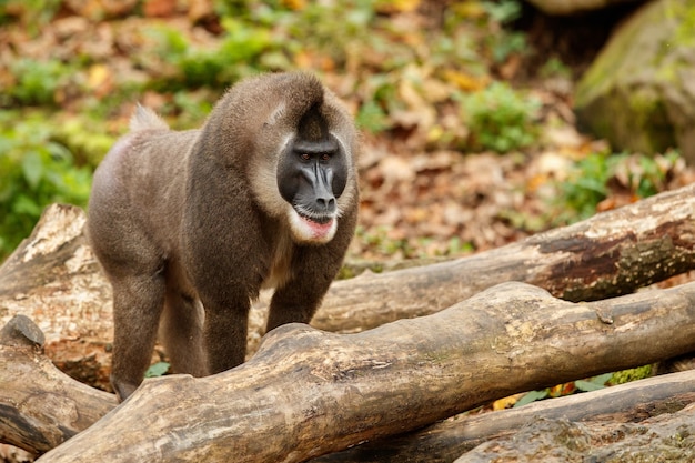 Бесплатное фото Буровая обезьяна mandrillus leucophaeus отдыхает в природной среде обитания