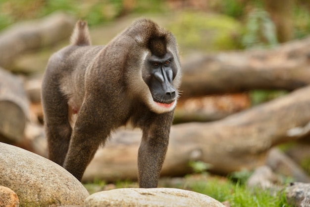 무료 사진 자연 서식지 지역에서 쉬고 있는 드릴 원숭이 mandrillus leucophaeus