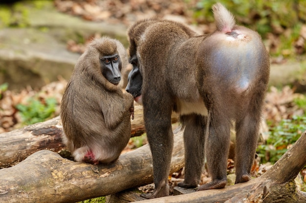 자연 서식지 지역에서 쉬고 있는 드릴 원숭이 Mandrillus leucophaeus