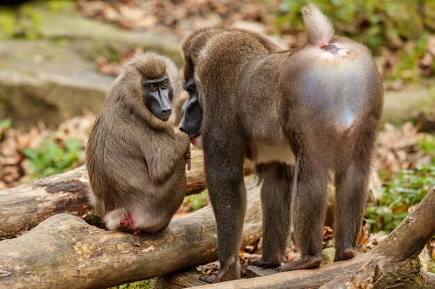 Буровая обезьяна Mandrillus leucophaeus отдыхает в природной среде обитания