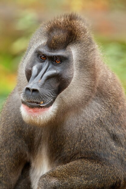 자연 서식지 지역에서 쉬고 있는 드릴 원숭이 Mandrillus leucophaeus