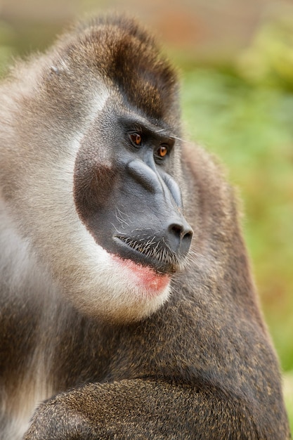 자연 서식지 지역에서 쉬고 있는 드릴 원숭이 Mandrillus leucophaeus