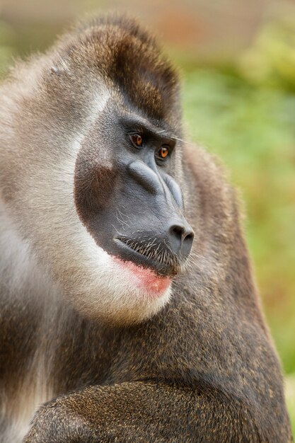 자연 서식지 지역에서 쉬고 있는 드릴 원숭이 Mandrillus leucophaeus