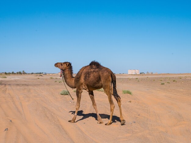モロッコのサハラ砂漠を歩き回るヒトコブラクダ（アラビアのラクダ）