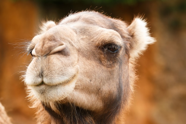 Free photo dromedary portrait