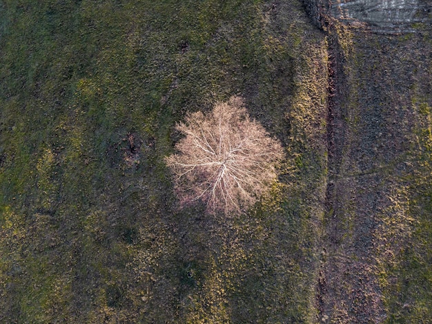 Drone view of a field covered in greenery under the sunlight at daylight