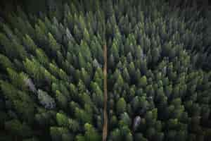 Free photo drone view of a greenery forest with a dirt road