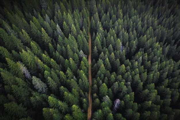 Drone view of a greenery forest with a dirt road