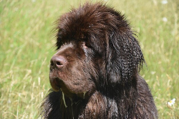 Drooling big brown Newfoundland dog in a grass field.