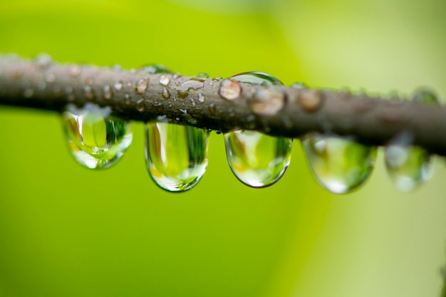흐린 녹색 배경에 잎에서 떨어지는 물방울