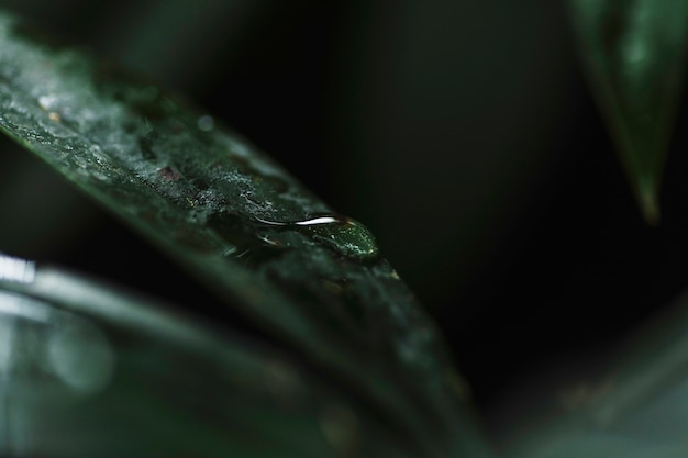 Drop of water on leaf