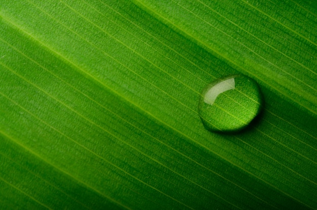 Foto gratuita gocce d'acqua che cade sulle foglie di banana