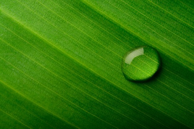 Drops of water falling on banana leaves