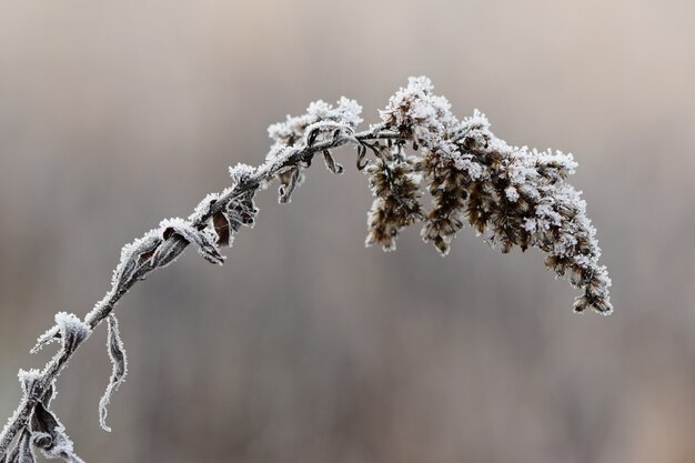 "Drought plant covered with rime"