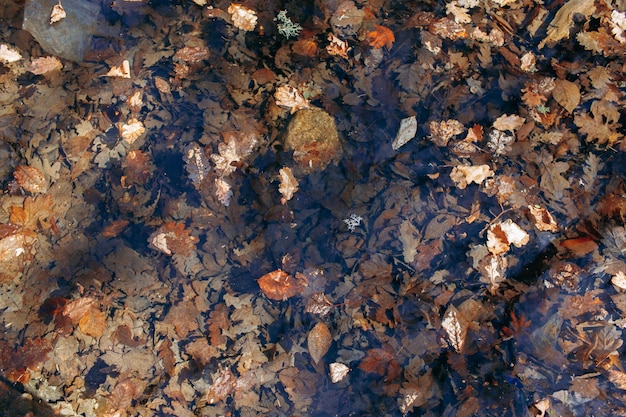 Dry autumn fallen leaves in a puddle in forest