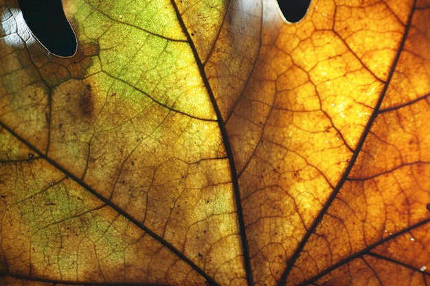 Dry autumn leaf close up