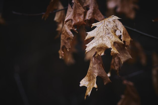 dry autumn leaves background