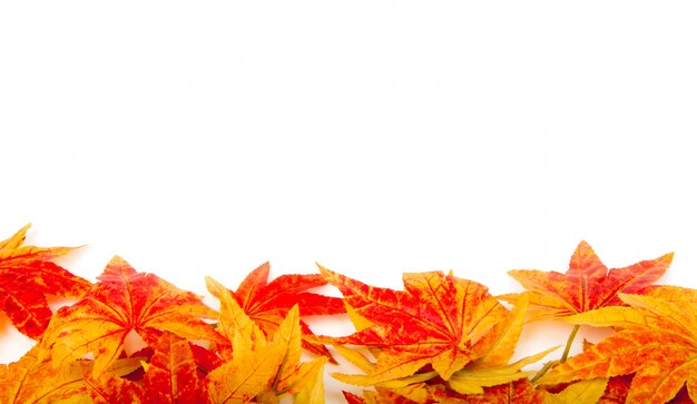 Dry autumn leaves on a white background