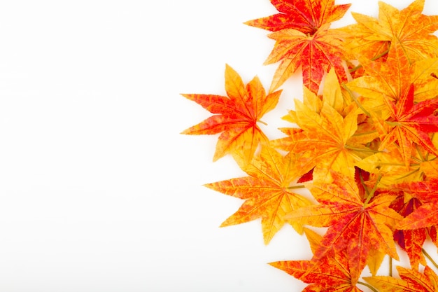 Free photo dry autumn leaves on a white background