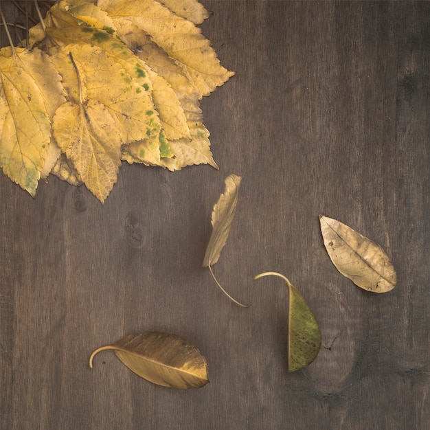 Free photo dry birch leaves on table