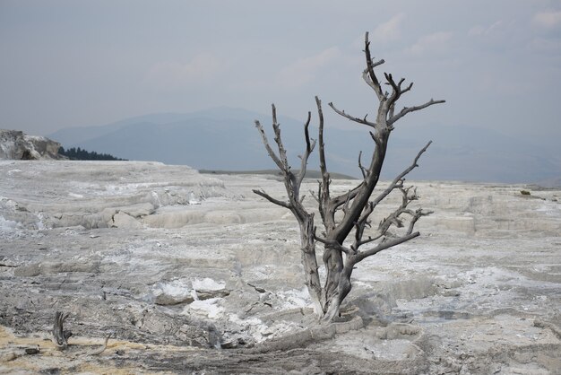 Dry branches of a plant growing on the rocky ground at the Yellowstone National Park