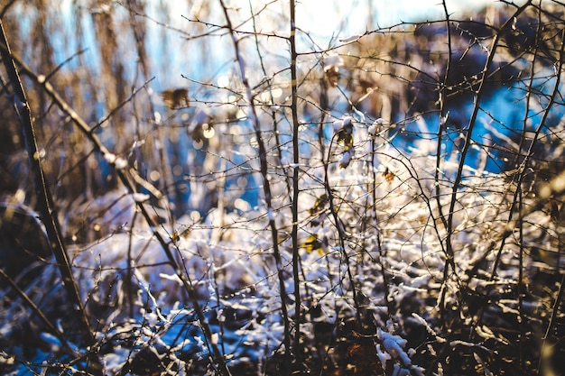 Dry branches in the snow