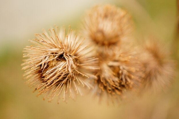 Dry burdocks next to each other