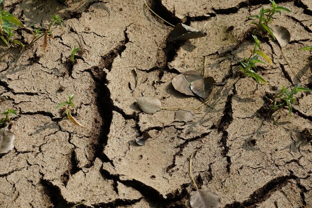 Dry and cracked soil