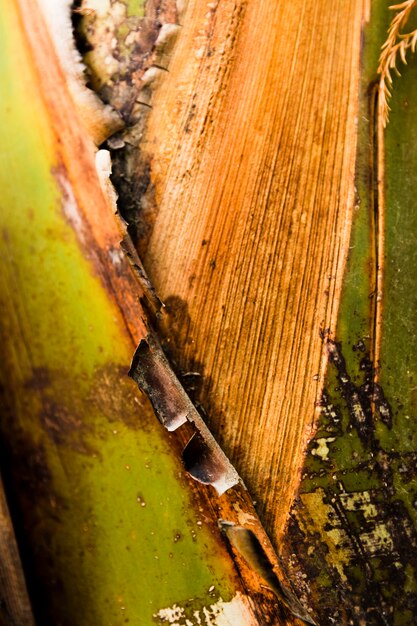 Dry exotic leaf close up