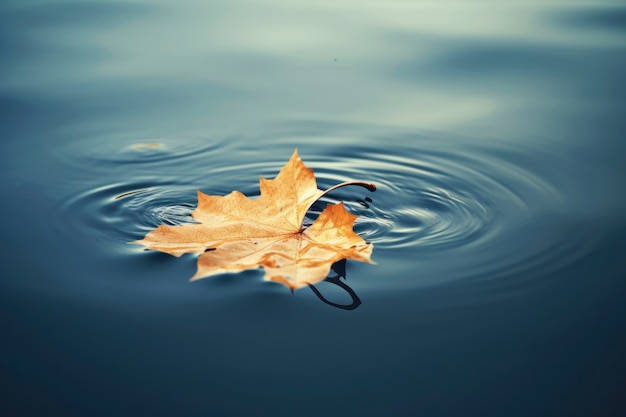 Foto gratuita foglia secca di caduta che galleggia sull'acqua