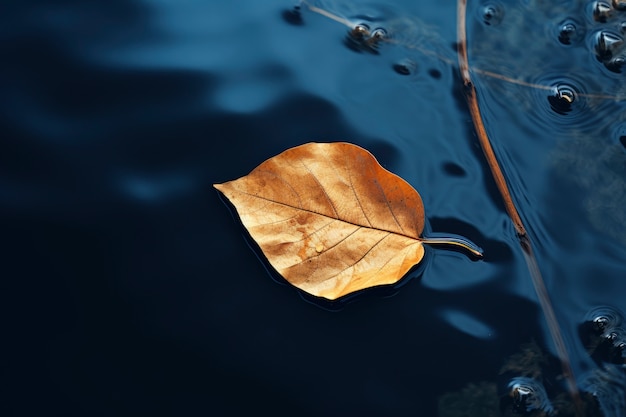 Free photo dry fall leaf floating on water