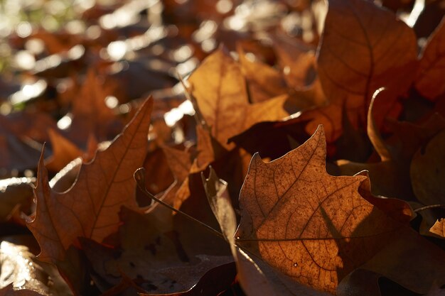 сухие опавшие кленовые листья, крупным планом