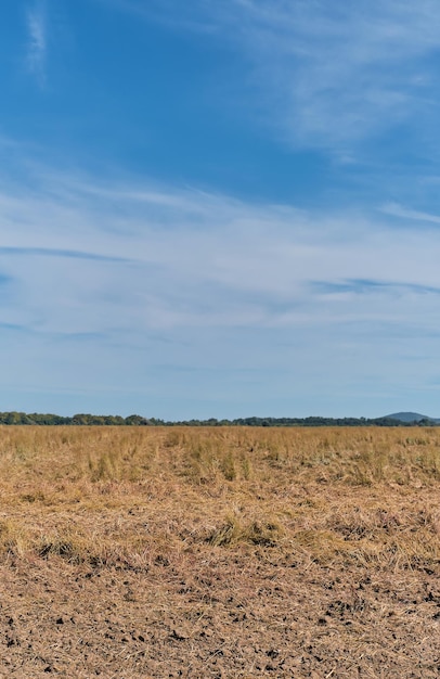 Сухое поле после летней засухи, вертикальная съемка в сельскохозяйственный сезон на земле, место для текста крупным планом
