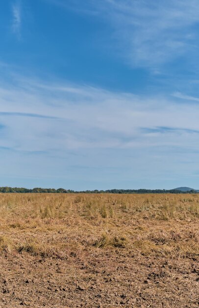 Dry field after summer drought vertical shot work in the agricultural season on the ground Closeup space for text