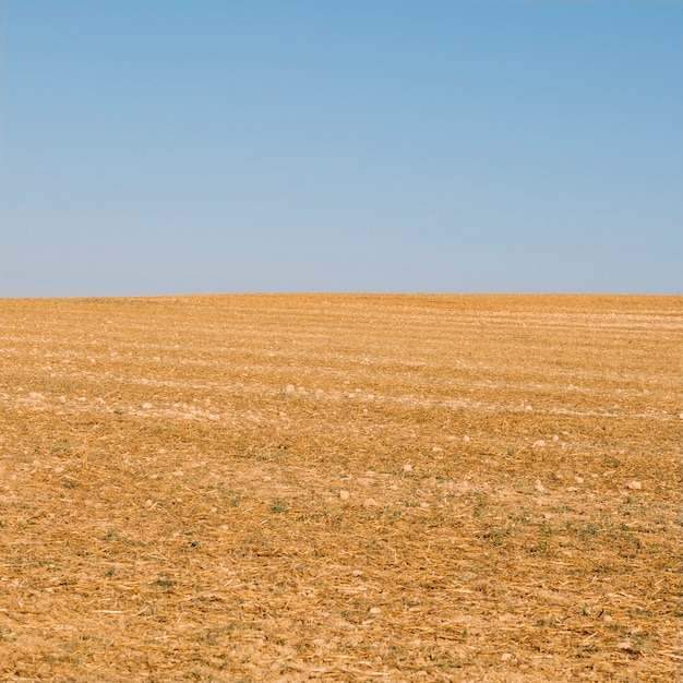 Dry field and blue sky