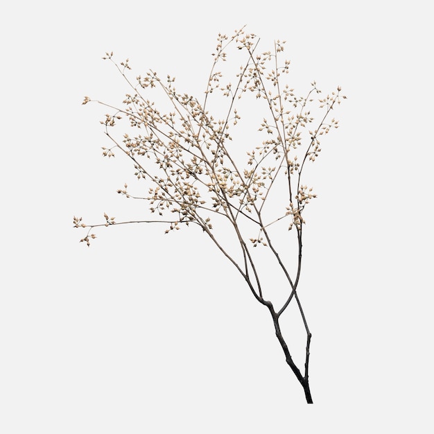 Dry flower branch on off white