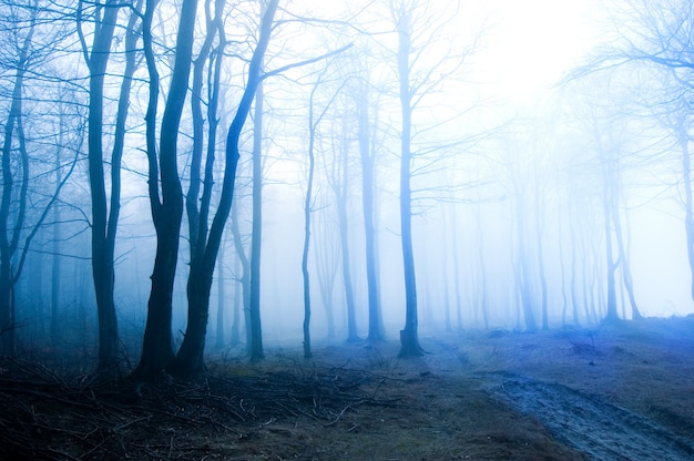 Dry forest with fog