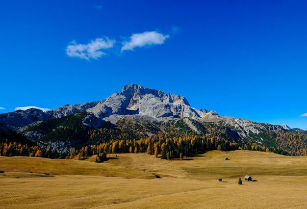 Dry grass field with tall trees and a mountain with blue sky 