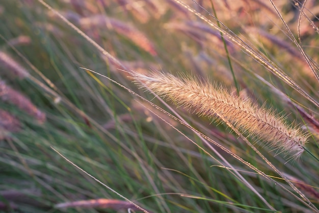 Бесплатное фото Сухая трава в лучах заходящего солнца размытый фон природный ландшафт крупным планом идея для обоев или рекламы натуральных продуктов
