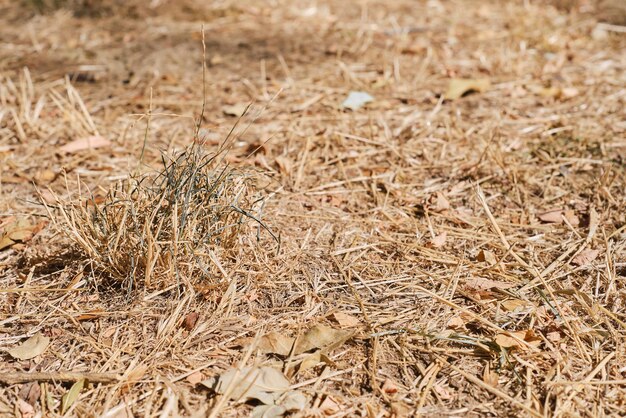 Dry grass and leaves dry pasture drought on the land hot summers in Europe and America no harvest and environmental problems due to climate change closeup