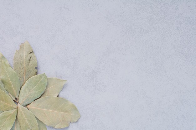 Dry green bay leaves on concrete background.