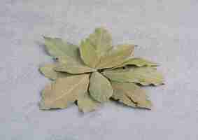 Free photo dry green bay leaves isolated on concrete background.