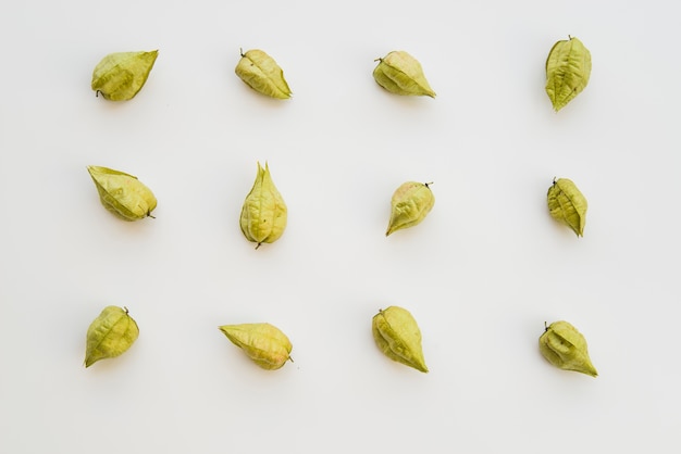 Dry green physalis on white background