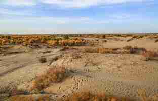 Free photo dry landscape view