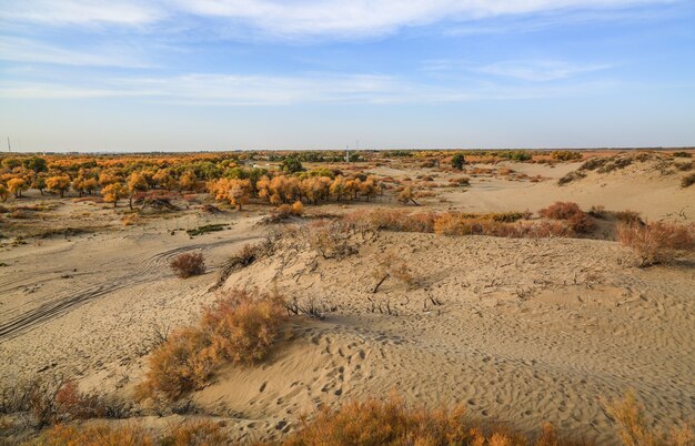Dry landscape view
