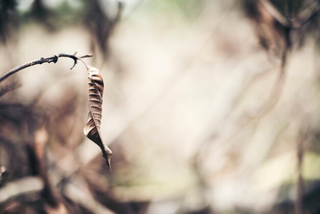 dry leaf branch background