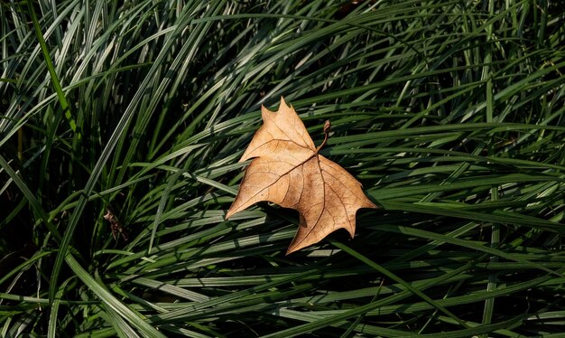 Dry leaf on grass