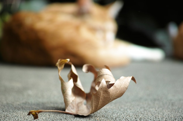 Free photo dry leaf with a defocused cat in the background