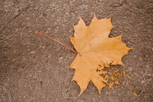 Free photo dry leaf